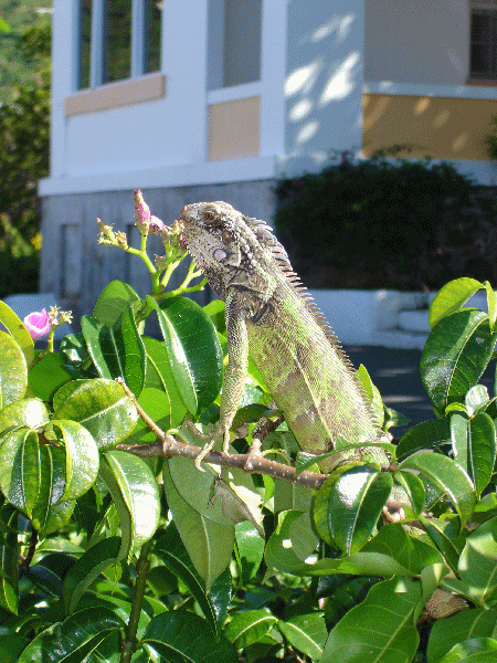 An Iguana @ Bluebeard's Castle