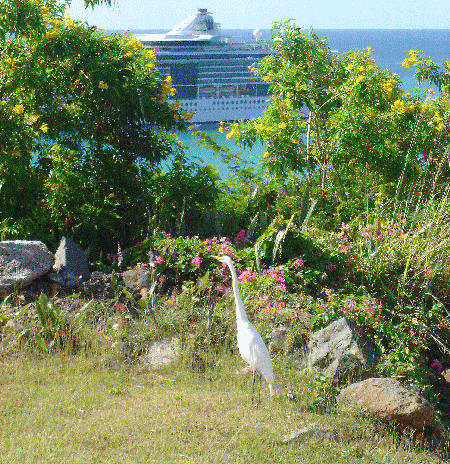 An Egret @ Bluebeard's Castle